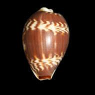 Image of Palmadusta diluculum (Reeve 1845)