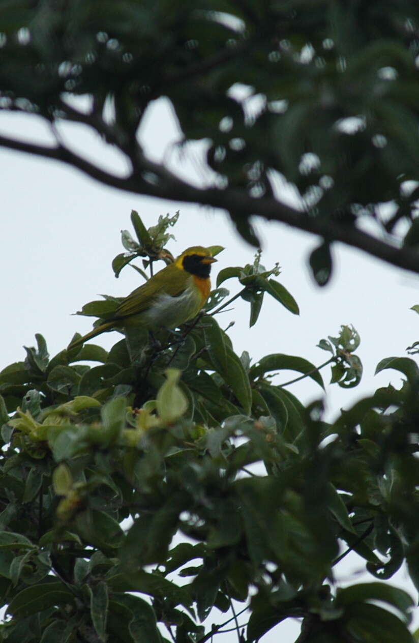 Image of Guira Tanager