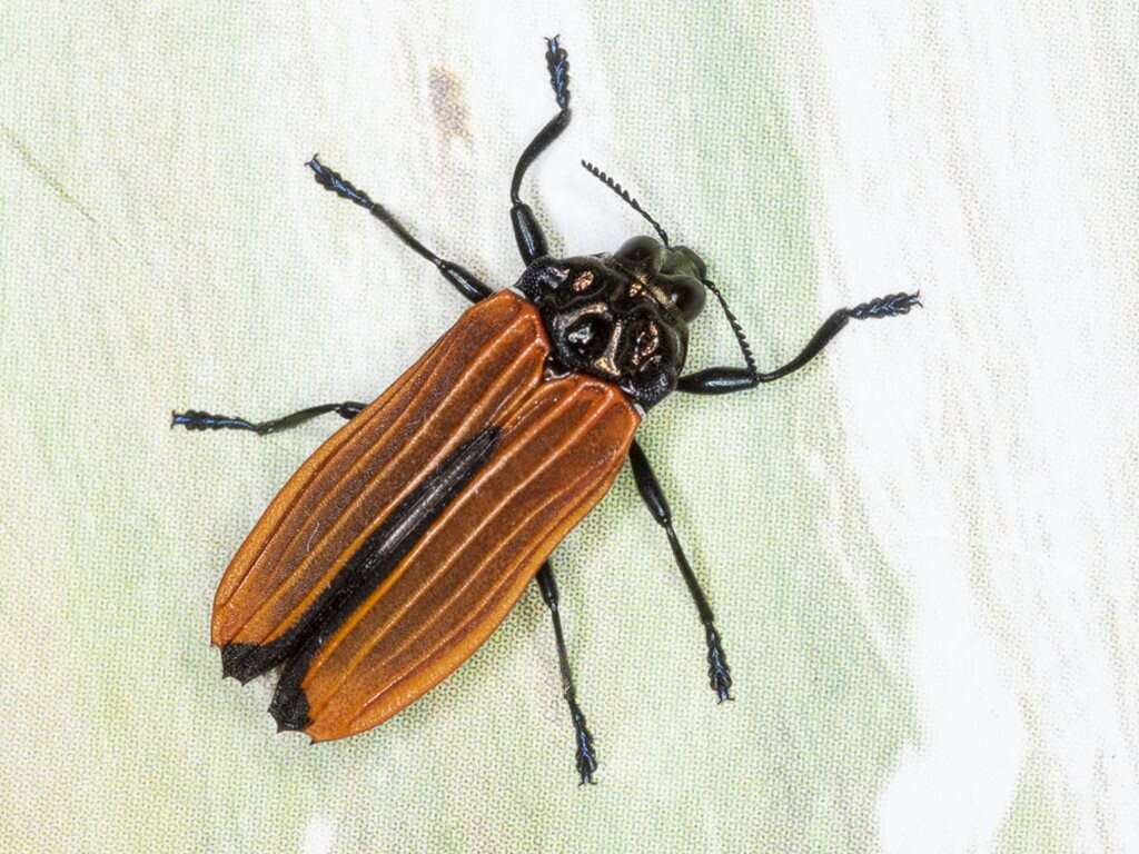 Image of Castiarina nasata (Saunders 1869)