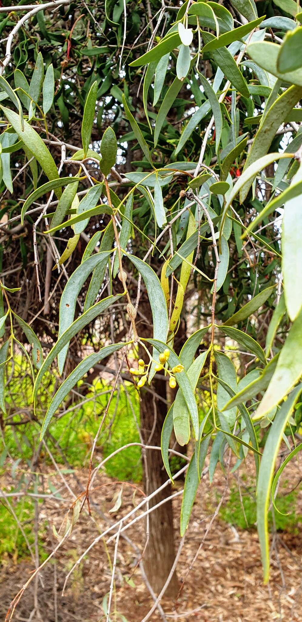 Image of Santalum lanceolatum R. Br.