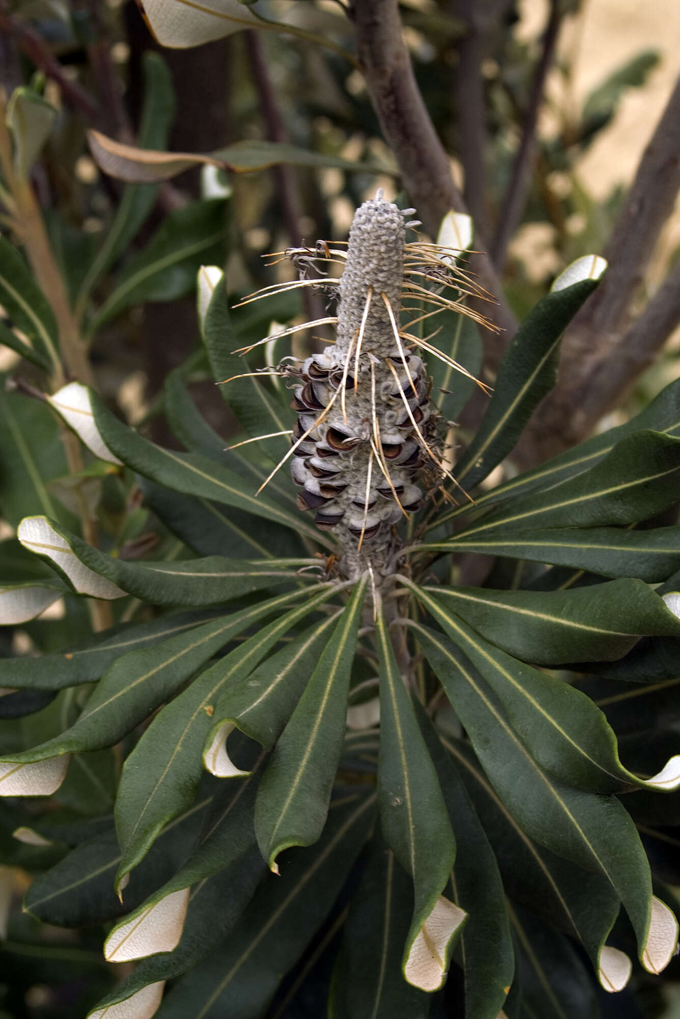 Imagem de Banksia integrifolia L. fil.