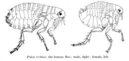 蚤屬的圖片