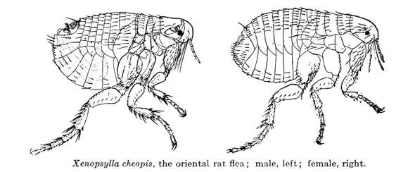 Xenopsylla cheopis (Rothschild 1903) resmi