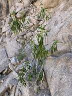 Image of Sonoran silverbush