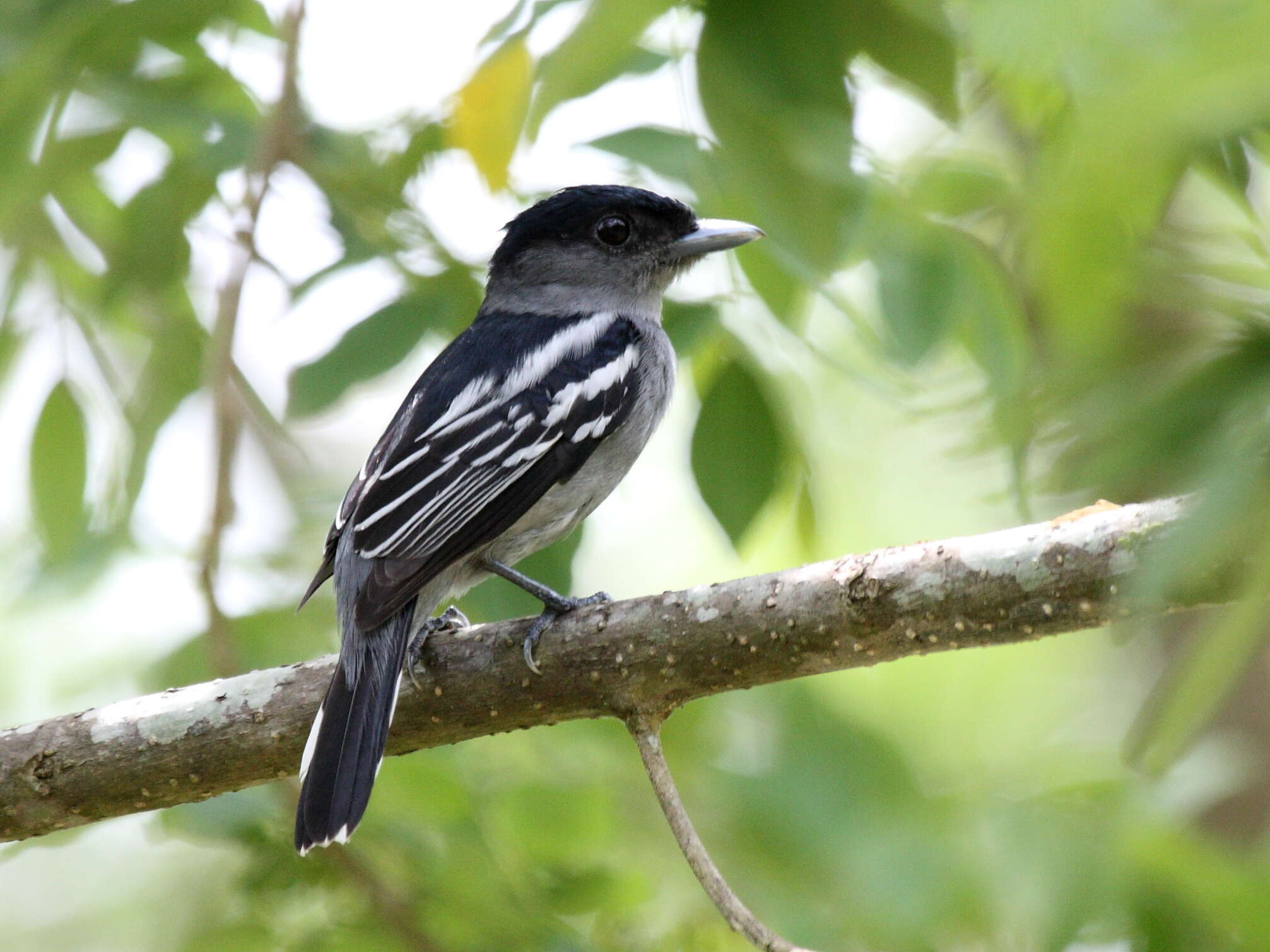 Image of White-winged Becard