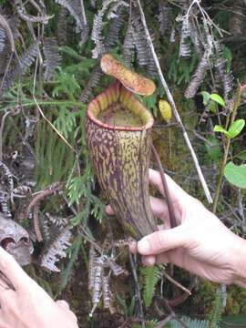 Image of Pitcher plant