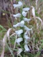 Image of Nodding lady's tresses