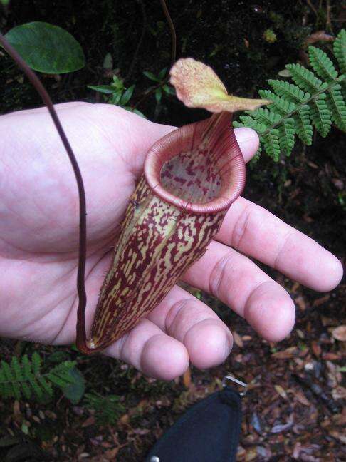 Image of Pitcher plant