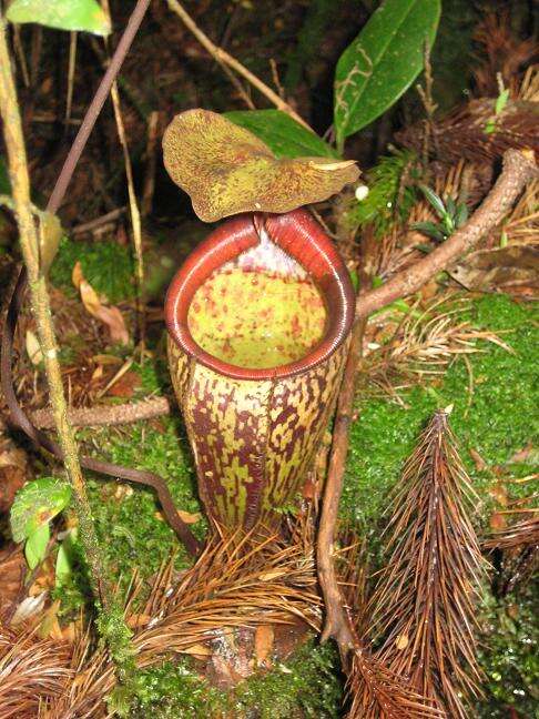 Image of Pitcher plant