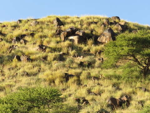 Image of Mountain Reedbuck