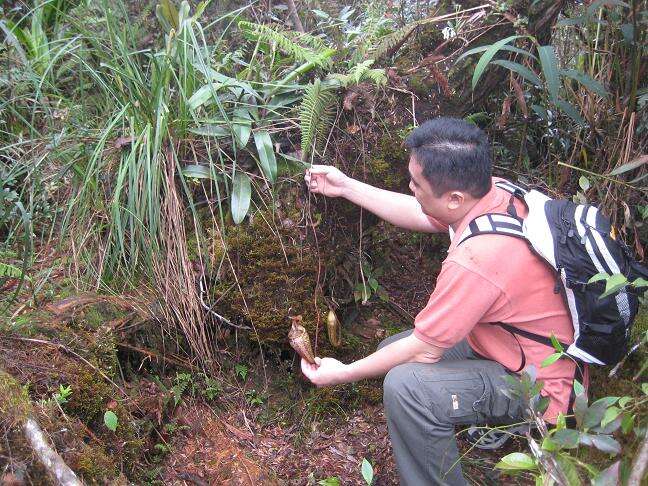 Image of Pitcher plant