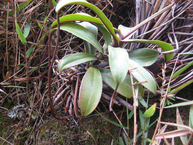 Image of Pitcher plant