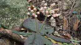 Image of Ardisia primulifolia Gardner & Champ.