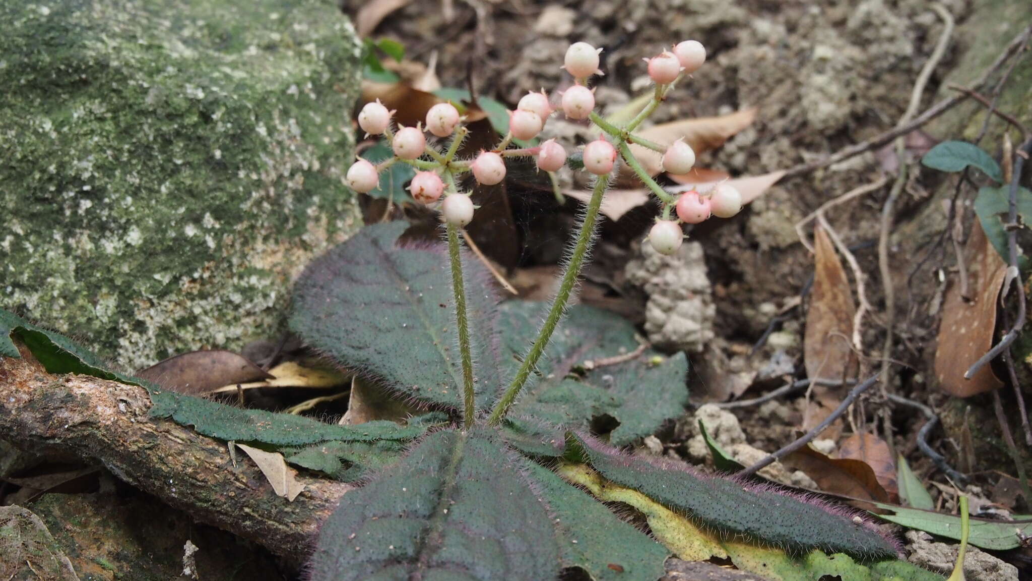 Image of Ardisia primulifolia Gardner & Champ.