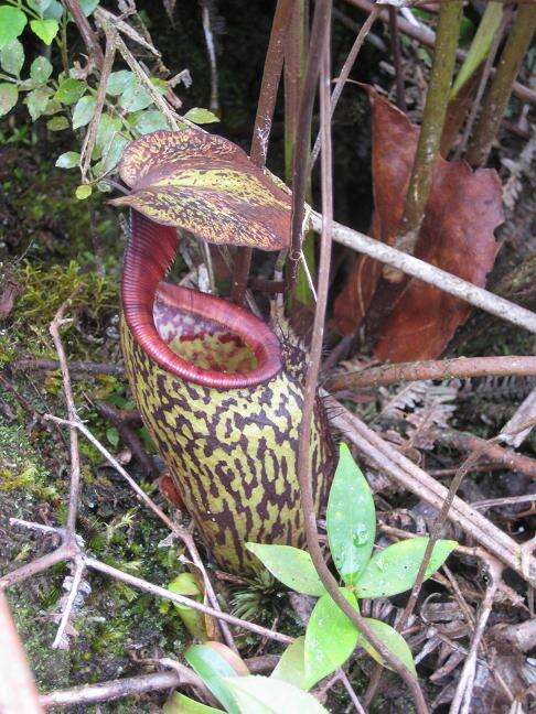 Image of Pitcher plant