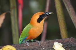 Image of Rufous Motmot