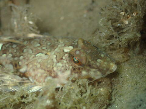 Image of Reticulated Dragonet