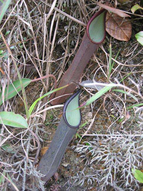 Image of Pitcher plant