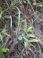 Image of Pitcher plant