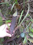 Image of Pitcher plant