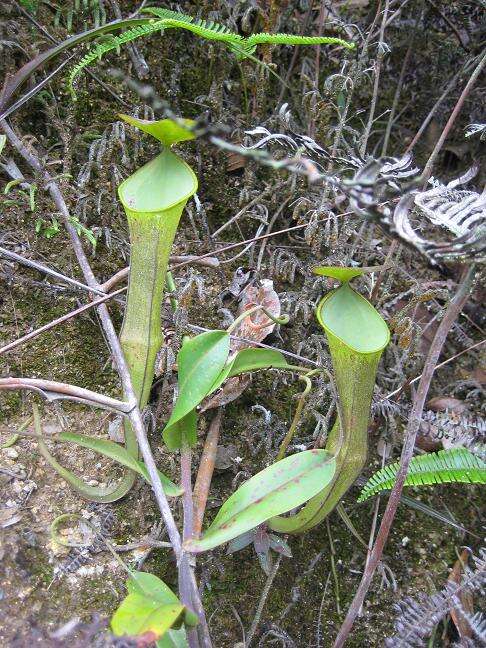 Image of Pitcher plant