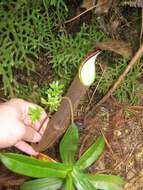 Image of Pitcher plant