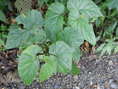 Image of Begonia longifolia Blume