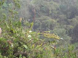 Image of Pitcher plant