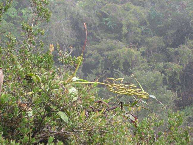 Image of Pitcher plant