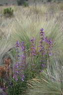 Penstemon gentianoides (Kunth) Poir.的圖片