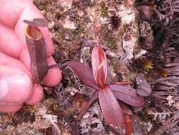 Image of Pitcher plant