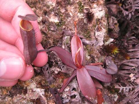 Слика од Nepenthes ramispina Ridl.