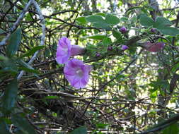 Image of <i>Ipomoea peteri</i>