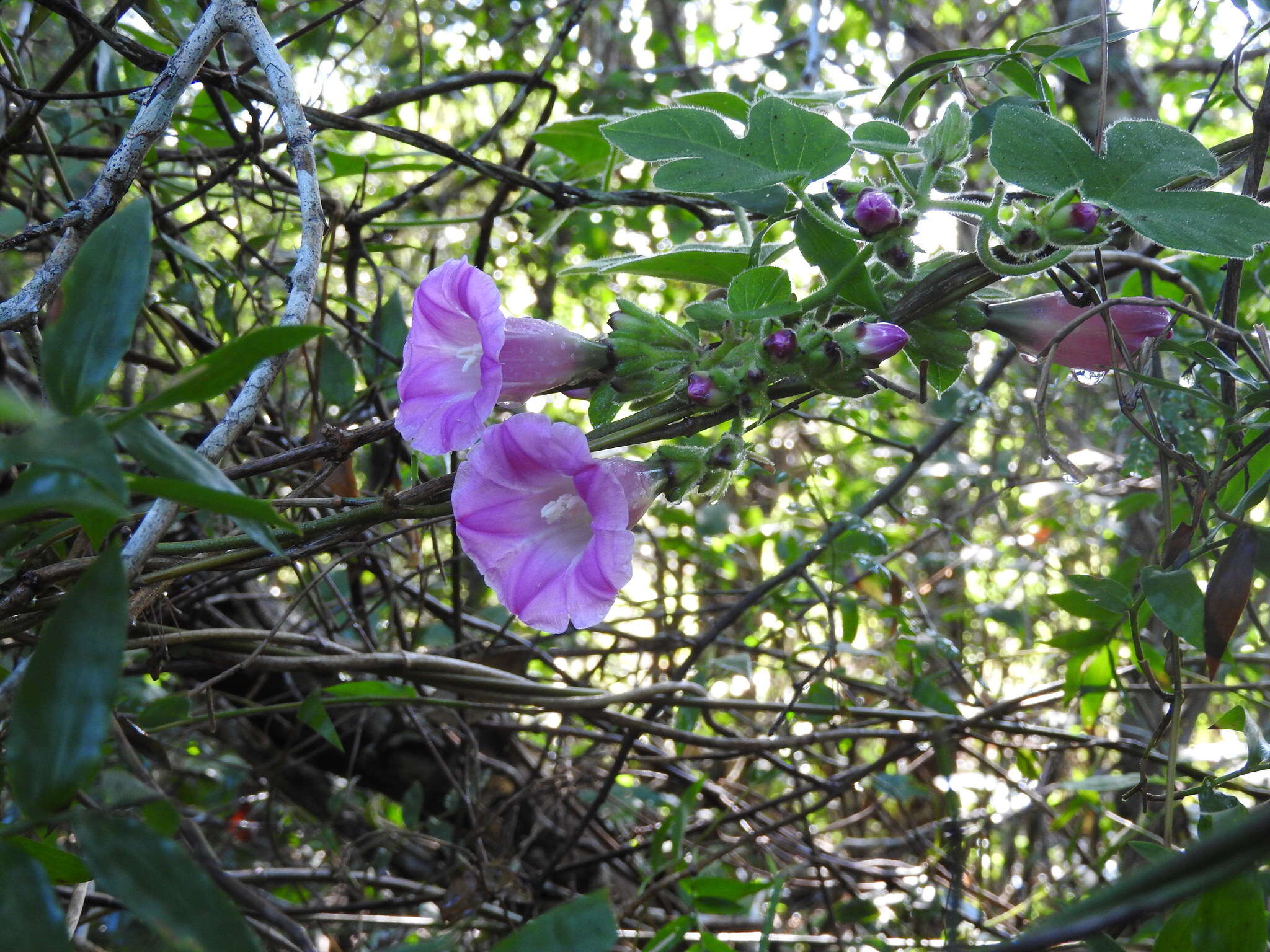 Image of <i>Ipomoea peteri</i>