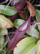 Image of Pitcher Plant