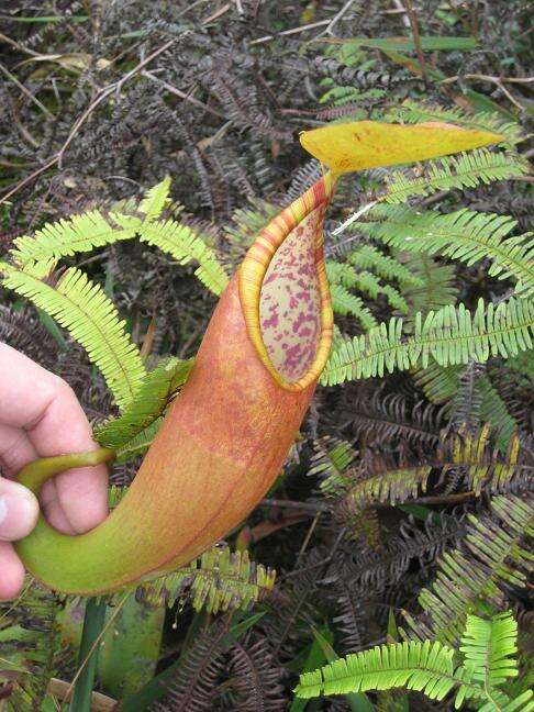 Image of Pitcher Plant