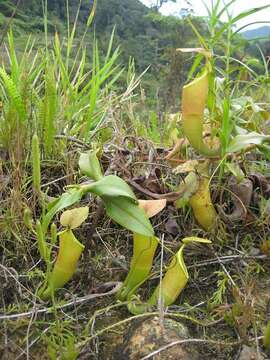 Image of Pitcher Plant