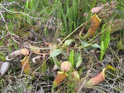 Image of Pitcher Plant