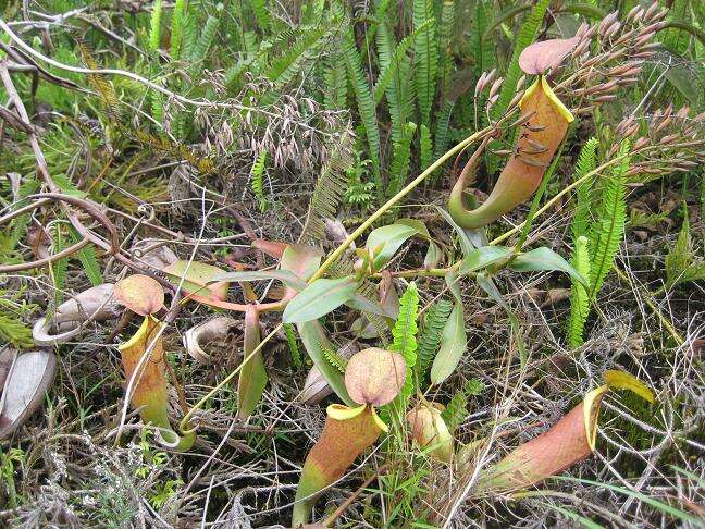 Image of Pitcher Plant