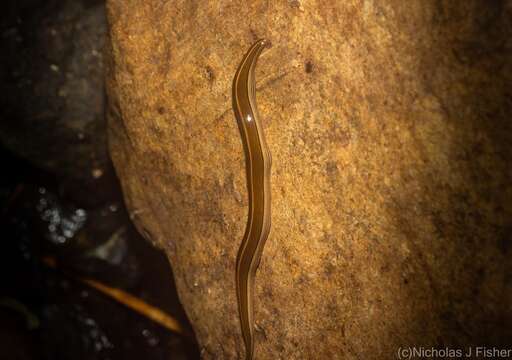 Image of Australopacifica scaphoidea (Steel 1900)