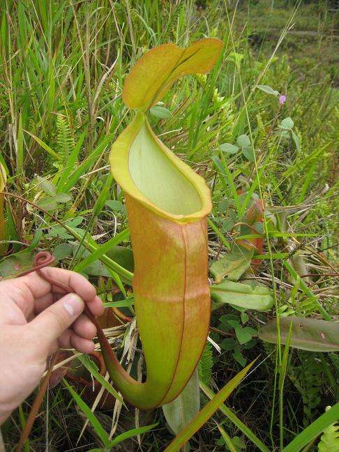 Image of Pitcher Plant