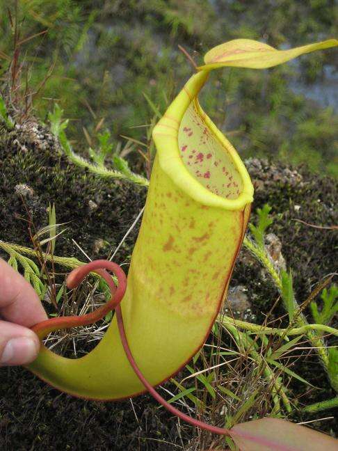 Image of Pitcher Plant