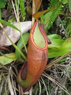 Image of Pitcher Plant