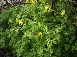 Image of yellow corydalis