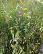 Image of Red hemp nettle