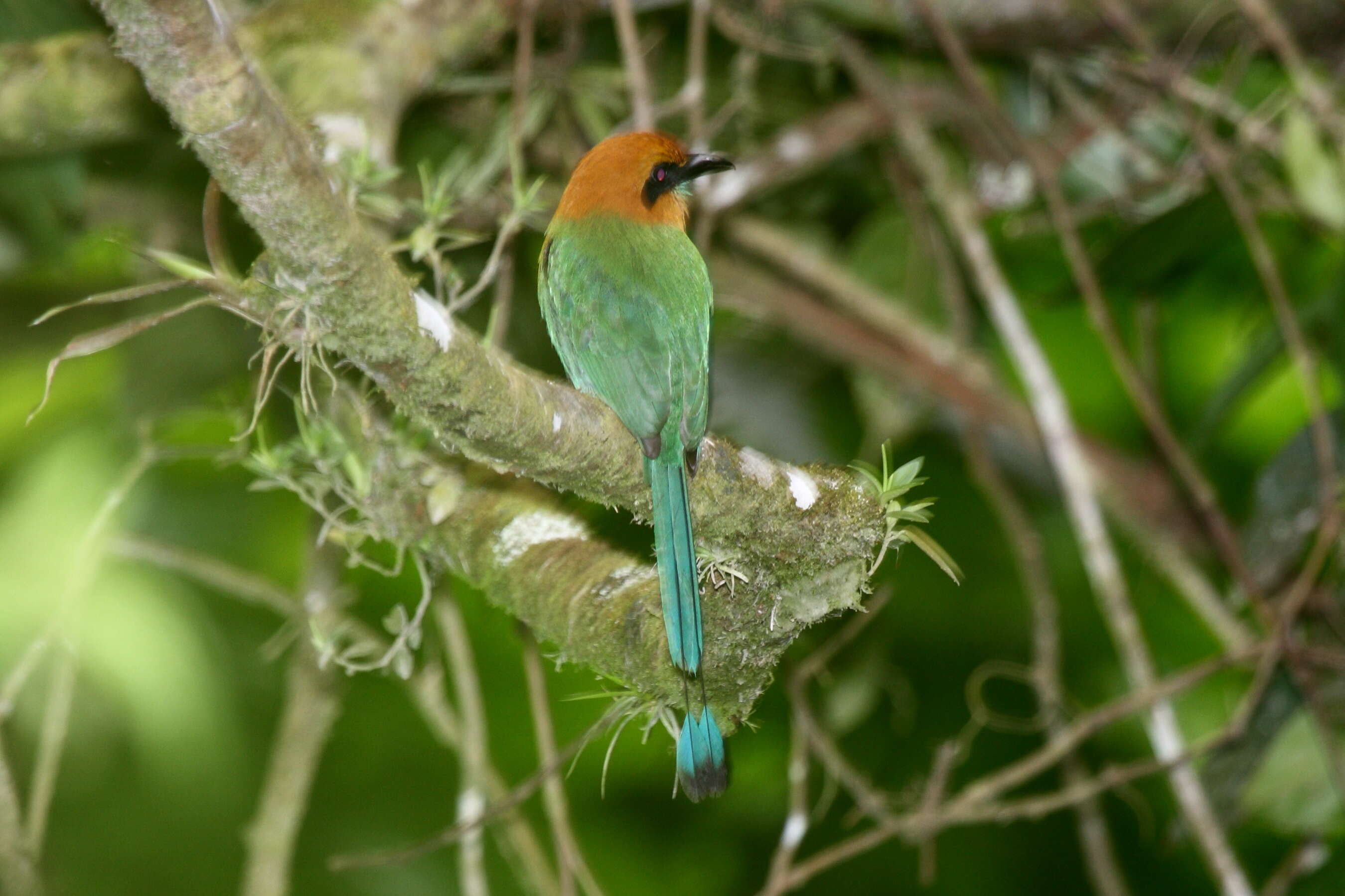 Image of Rufous Motmot