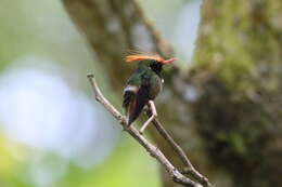 Image of Rufous-crested Coquette