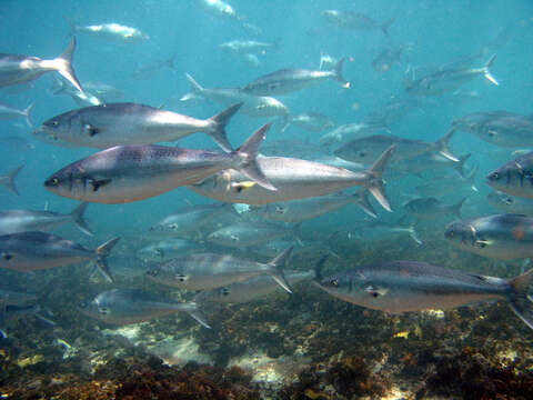 Image of Australasian salmons