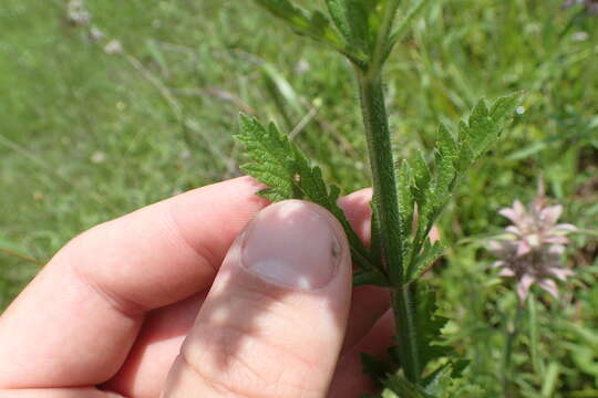 Image of Gulf vervain