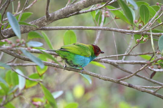 Image of Bay-headed Tanager